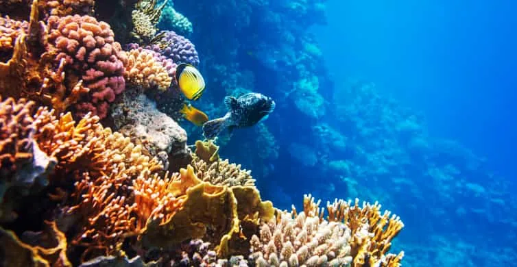 Sahl Hasheesh: Snorkeling Cruise Tour with Lunch and Drinks - Image 2