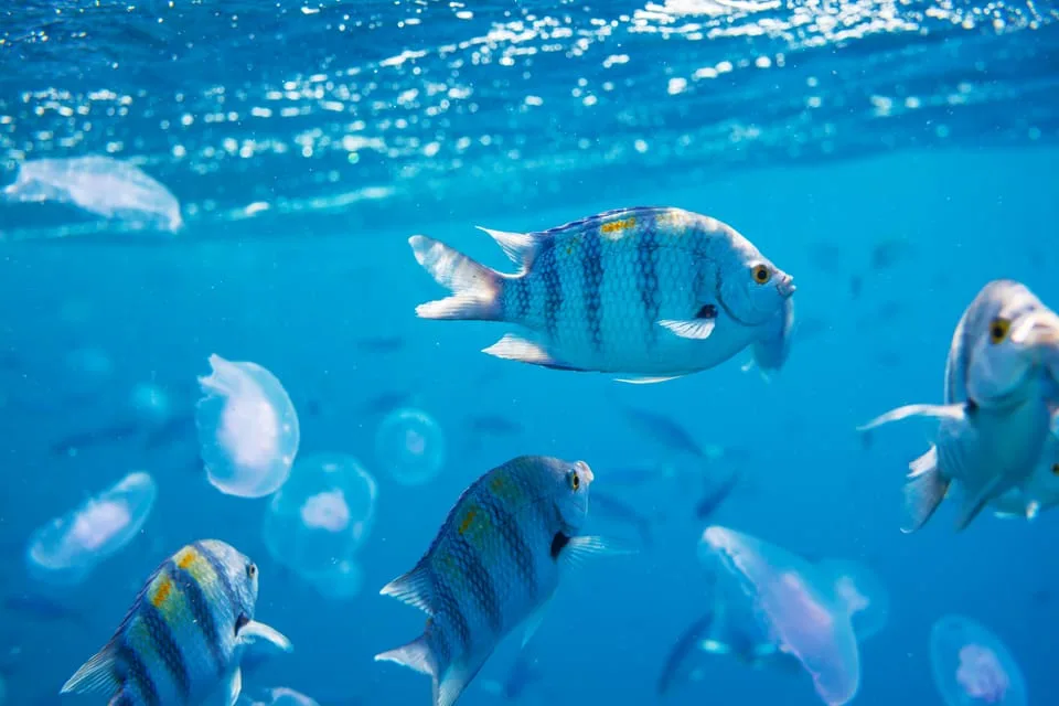 Sahl Hasheesh: Snorkeling Cruise Tour with Lunch and Drinks - Image 3