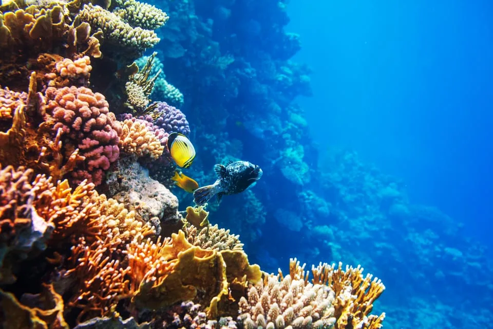 Sahl Hasheesh: Snorkeling Cruise Tour with Lunch and Drinks - Image 6