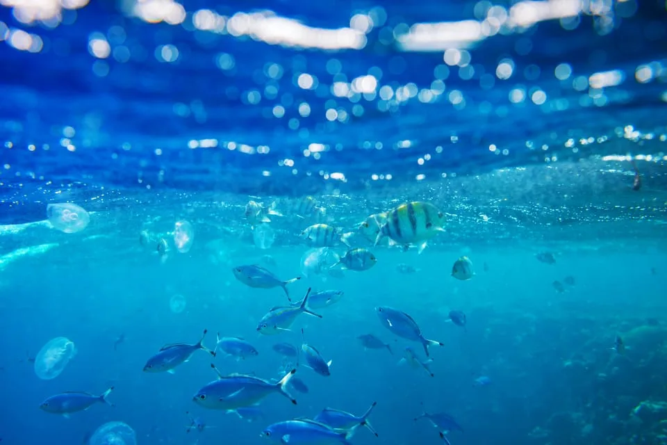 Sahl Hasheesh: Snorkeling Cruise Tour with Lunch and Drinks - Image 7