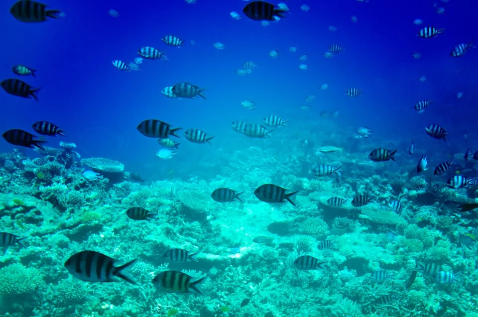 Sahl Hasheesh: Snorkeling Cruise Tour with Lunch and Drinks - Image 12