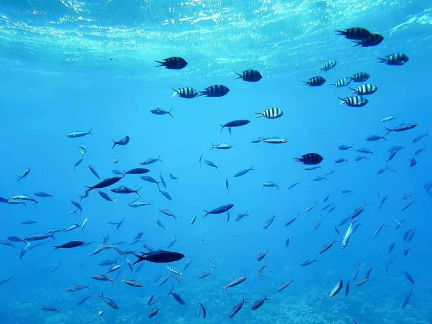 Sahl Hasheesh: Snorkeling Cruise Tour with Lunch and Drinks - Image 16