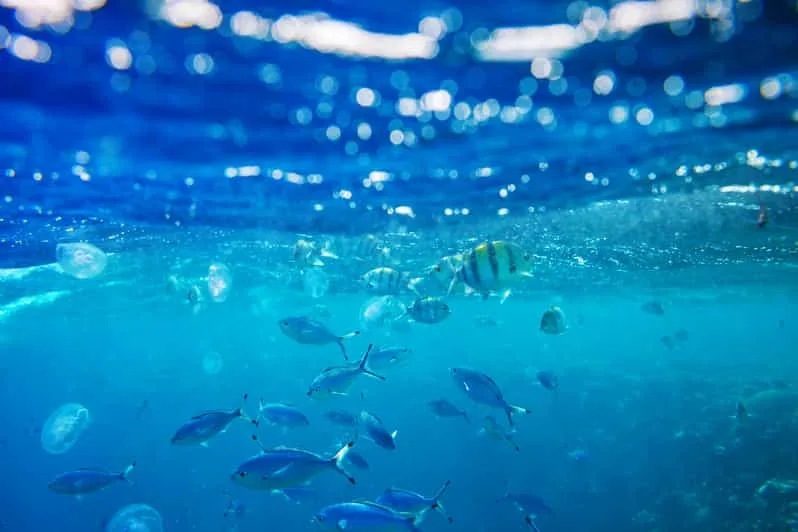 Sahl Hasheesh: Snorkeling Cruise Tour with Lunch and Drinks - Image 19