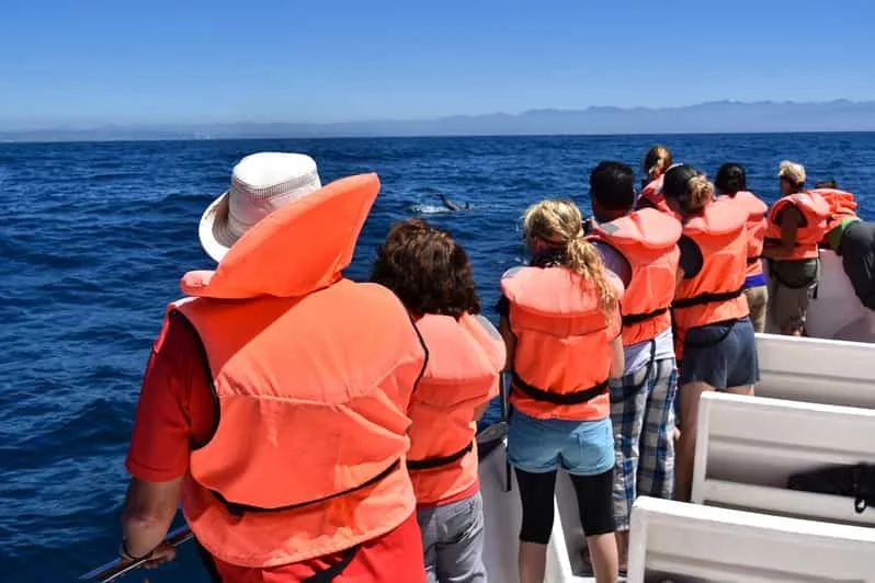 Sahl Hasheesh: Dolphin Watching Boat Tour with Snorkeling - Image 7