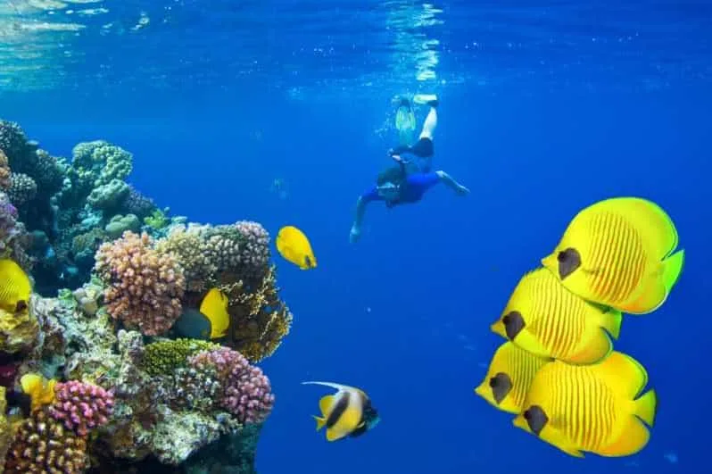 Sahl Hasheesh: Dolphin Watching Boat Tour with Snorkeling - Image 14