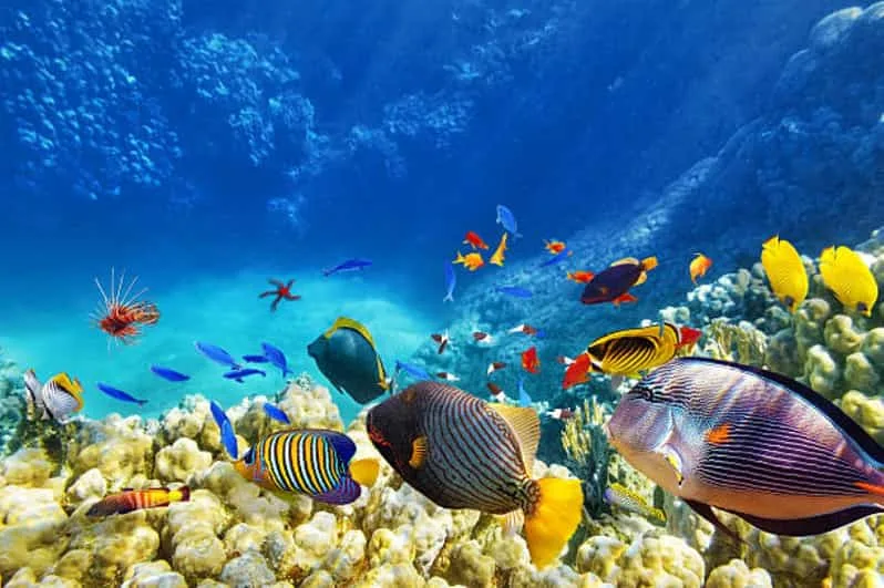 Sahl Hasheesh: Dolphin Watching Boat Tour with Snorkeling - Image 15