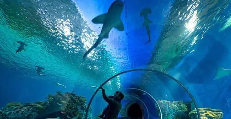 Sahl Hasheesh: Grand Aquarium & Zoo Tickets with Transfers - Image 3