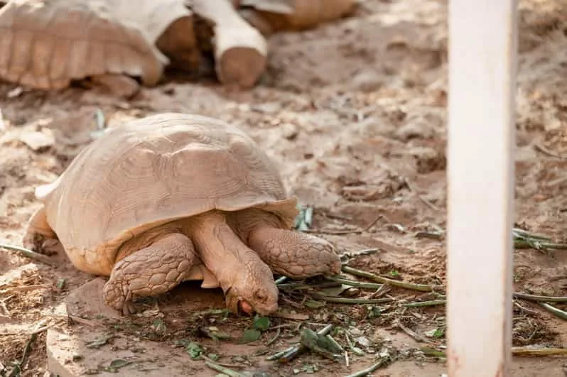 Sahl Hasheesh: Grand Aquarium & Zoo Tickets with Transfers - Image 7