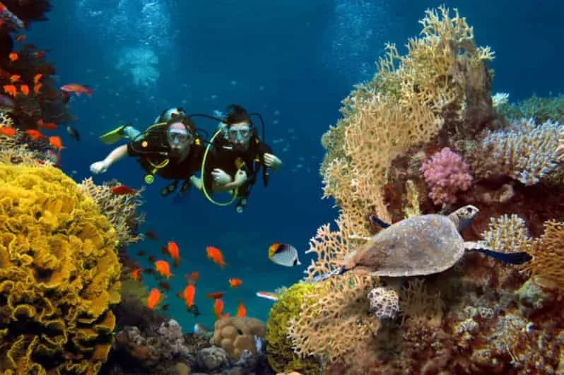 Z Marsa Alam: Jednodniowa wycieczka nurkowania dla początkujących z lunchem - View (7 of 23)