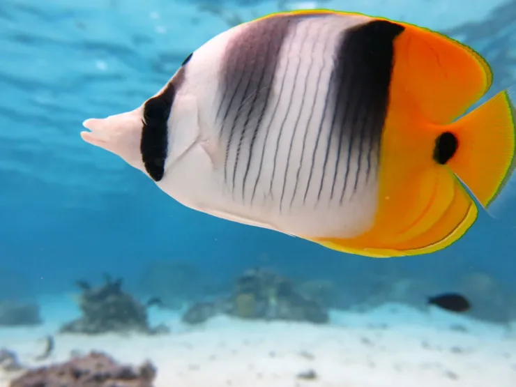 Sahl Hasheesh: Rejs jachtem do Orange Bay z prywatnym transferem – zdjęcie 7