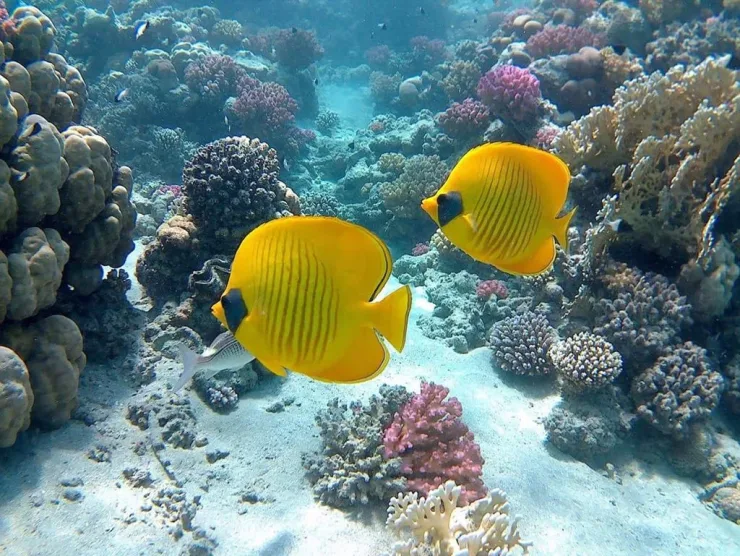 Sahl Hasheesh: Rejs jachtem do Orange Bay z prywatnym transferem – zdjęcie 22