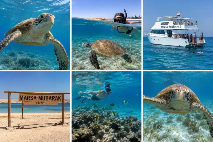 Marsa Alam - Excursion de Snorkeling avec les Tortues de Mer - View (15 of 15)