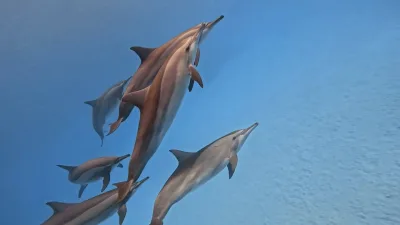Marsa Alam: Crucero de observación de delfines con snorkel y almuerzo