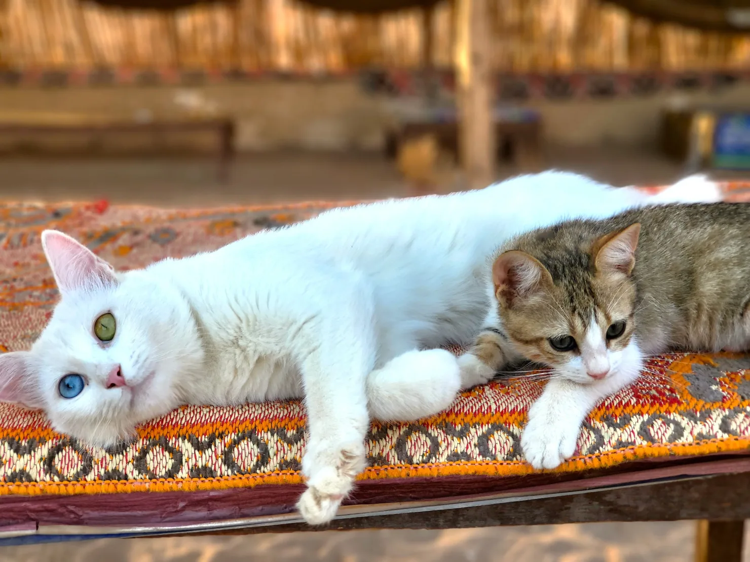 Hurghada: Przygoda na pustyni z oglądaniem gwiazd jeepem i kolacją - View (10 of 22)