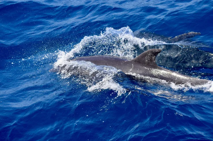 Sahl Hasheesh: Wycieczka łodzią do Dolphin House z prywatnym transferem – zdjęcie 9