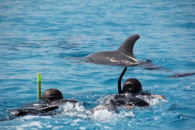 Sahl Hasheesh: Wycieczka łodzią do Dolphin House z prywatnym transferem – zdjęcie 3