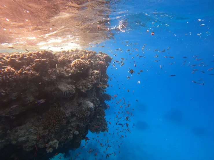 Z Marsa Alam: Jednodniowa wycieczka nurkowania dla początkujących z lunchem - View (23 of 23)