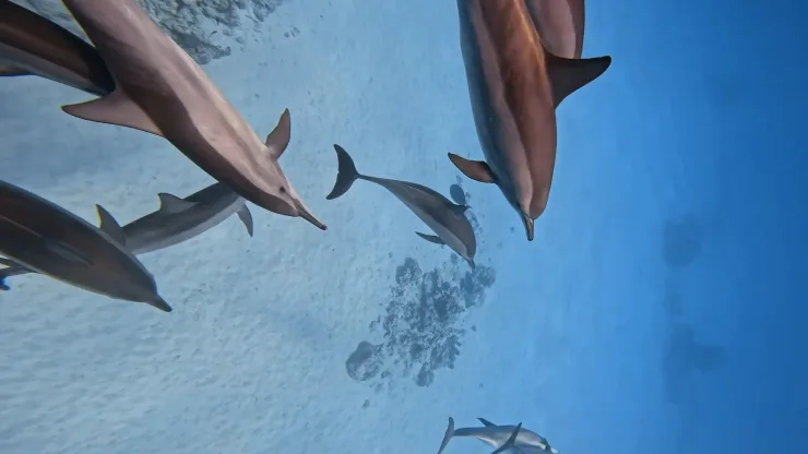 Marsa Alam: Rejs na obserwację delfinów ze snorkelingiem i lunchem - View (9 of 19)