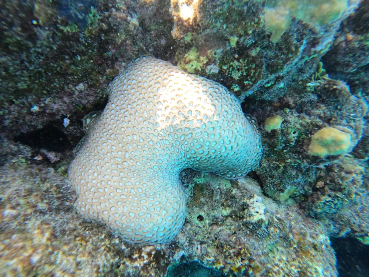 Port Ghalib: Rejs snorkelingowy z delfinami na rafach Sataya z lunchem - View (22 of 32)