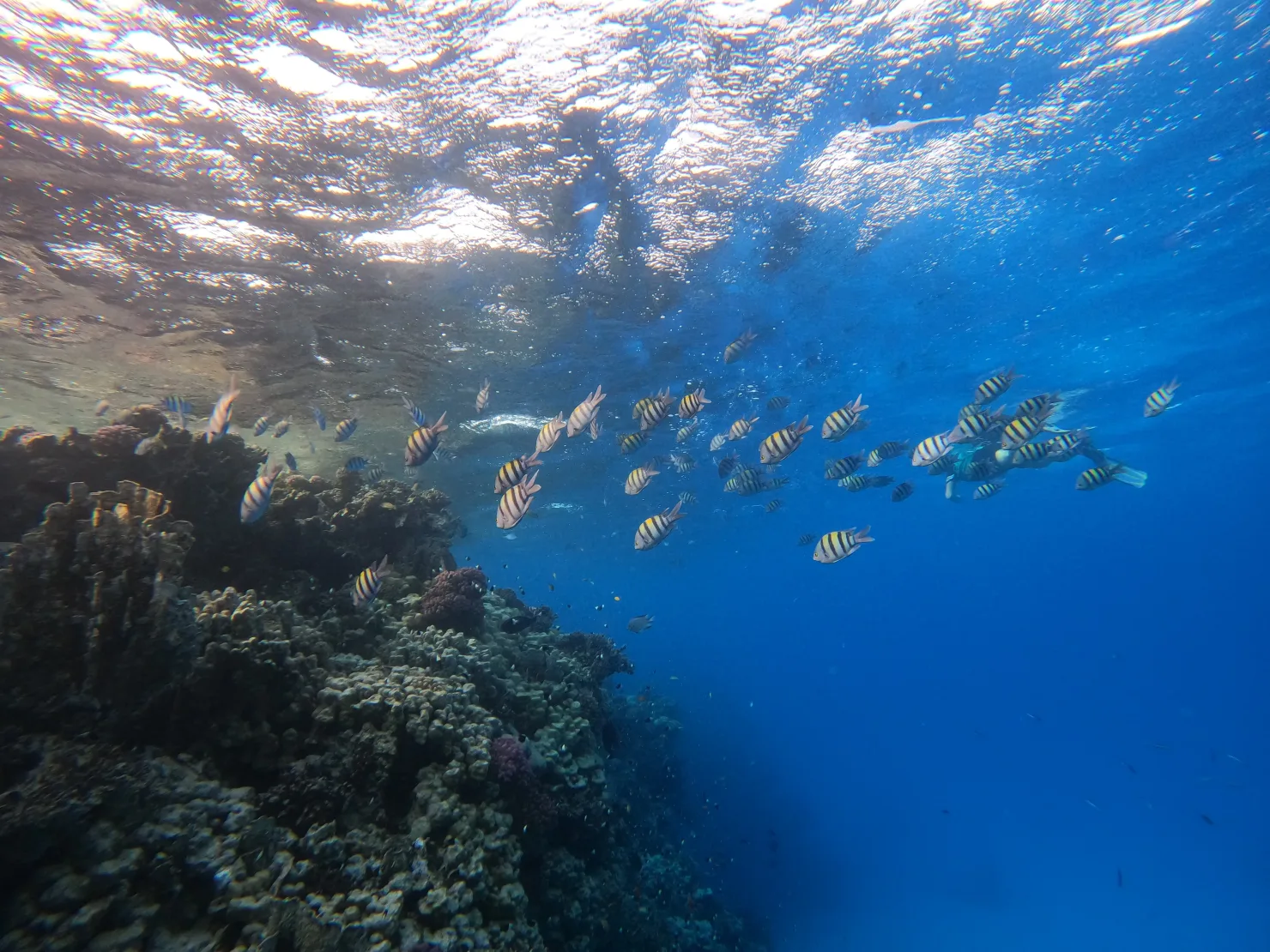 Port Ghalib: Rejs snorkelingowy z delfinami na rafach Sataya z lunchem - View (15 of 32)