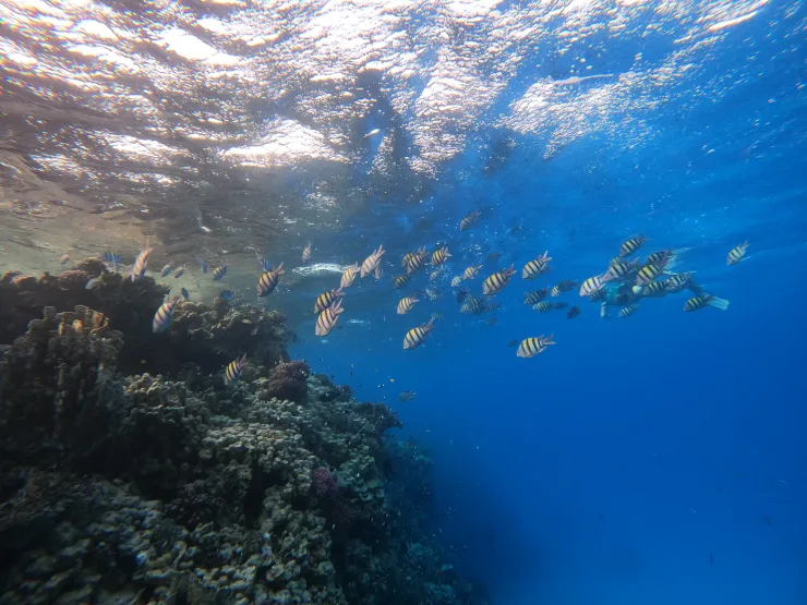 Port Ghalib: Rejs snorkelingowy z delfinami na rafach Sataya z lunchem - View (15 of 32)