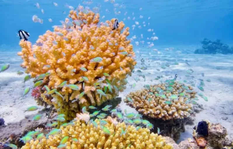 Z Marsa Alam: Jednodniowa wycieczka nurkowania dla początkujących z lunchem - Details (4 of 23)