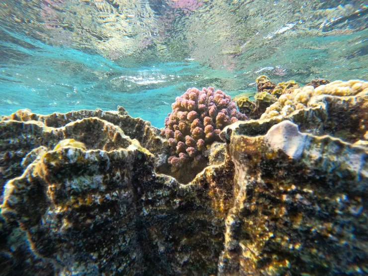 Marsa Alam: Rejs na obserwację delfinów ze snorkelingiem i lunchem - View (17 of 19)