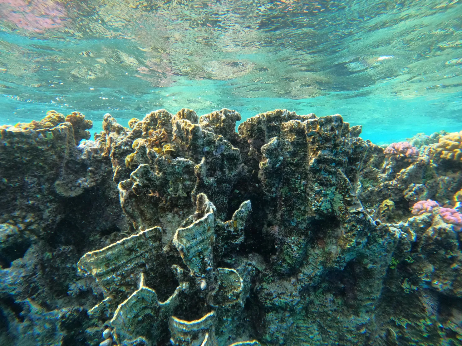 Port Ghalib: Rejs snorkelingowy z delfinami na rafach Sataya z lunchem - View (11 of 32)