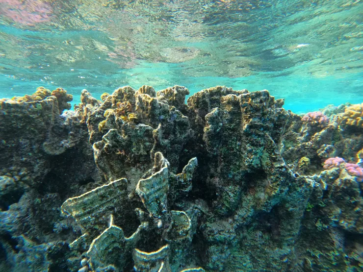 Port Ghalib: Rejs snorkelingowy z delfinami na rafach Sataya z lunchem - View (11 of 32)
