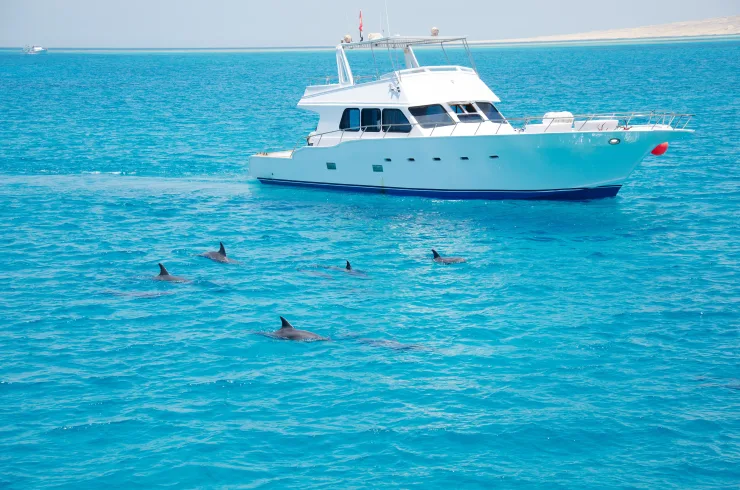 Sahl Hasheesh: Wycieczka łodzią do Dolphin House z prywatnym transferem – zdjęcie 6