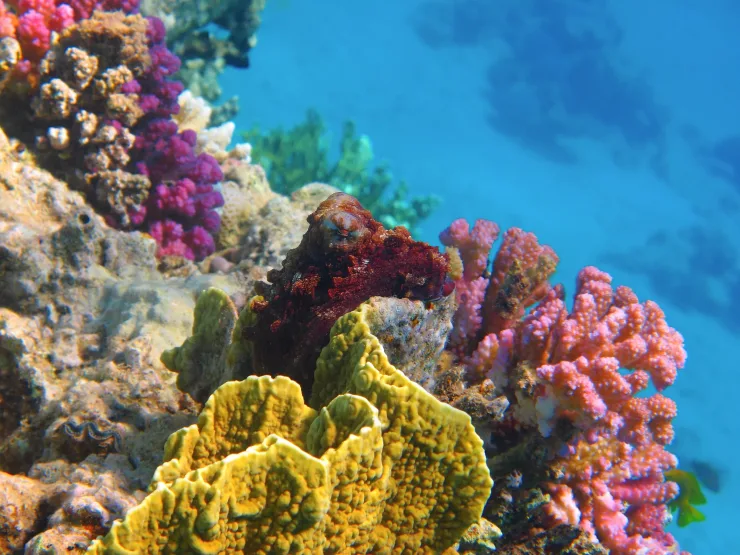 Sahl Hasheesh: Wycieczka łodzią do Dolphin House z prywatnym transferem – zdjęcie 5