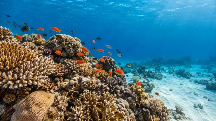 Marsa Alam - Excursion de Snorkeling avec les Tortues de Mer - View (12 of 15)