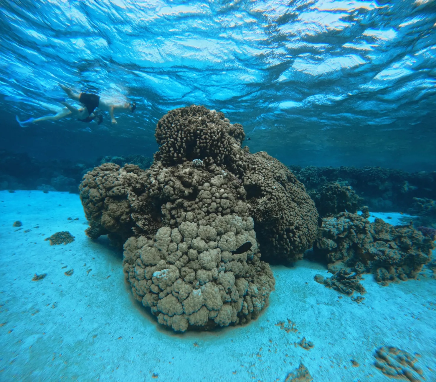 Port Ghalib: Rejs snorkelingowy z delfinami na rafach Sataya z lunchem - Scenery (2 of 32)