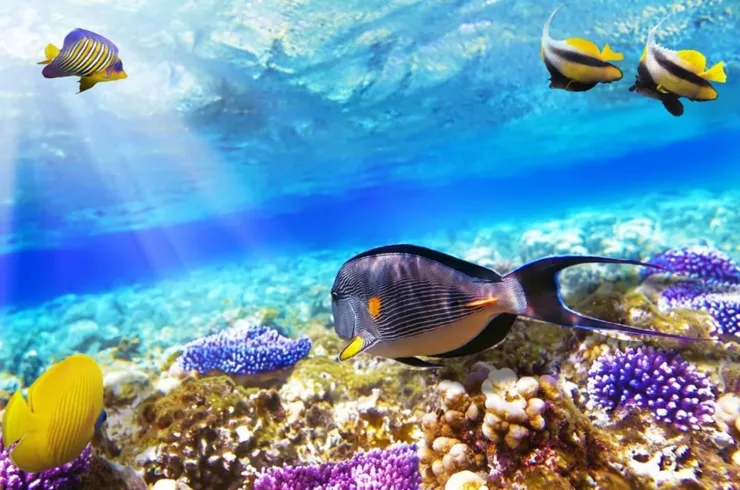 Sahl Hasheesh: Rejs jachtem do Orange Bay z prywatnym transferem – zdjęcie 27