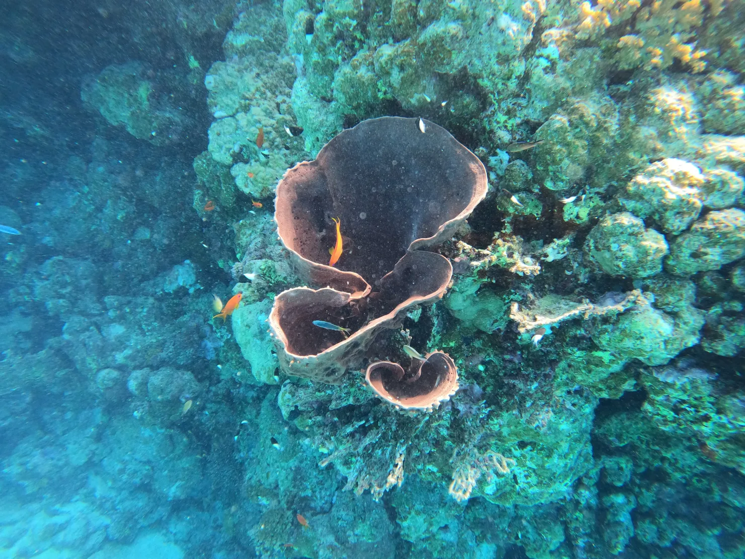 Port Ghalib: Rejs snorkelingowy z delfinami na rafach Sataya z lunchem - View (18 of 32)