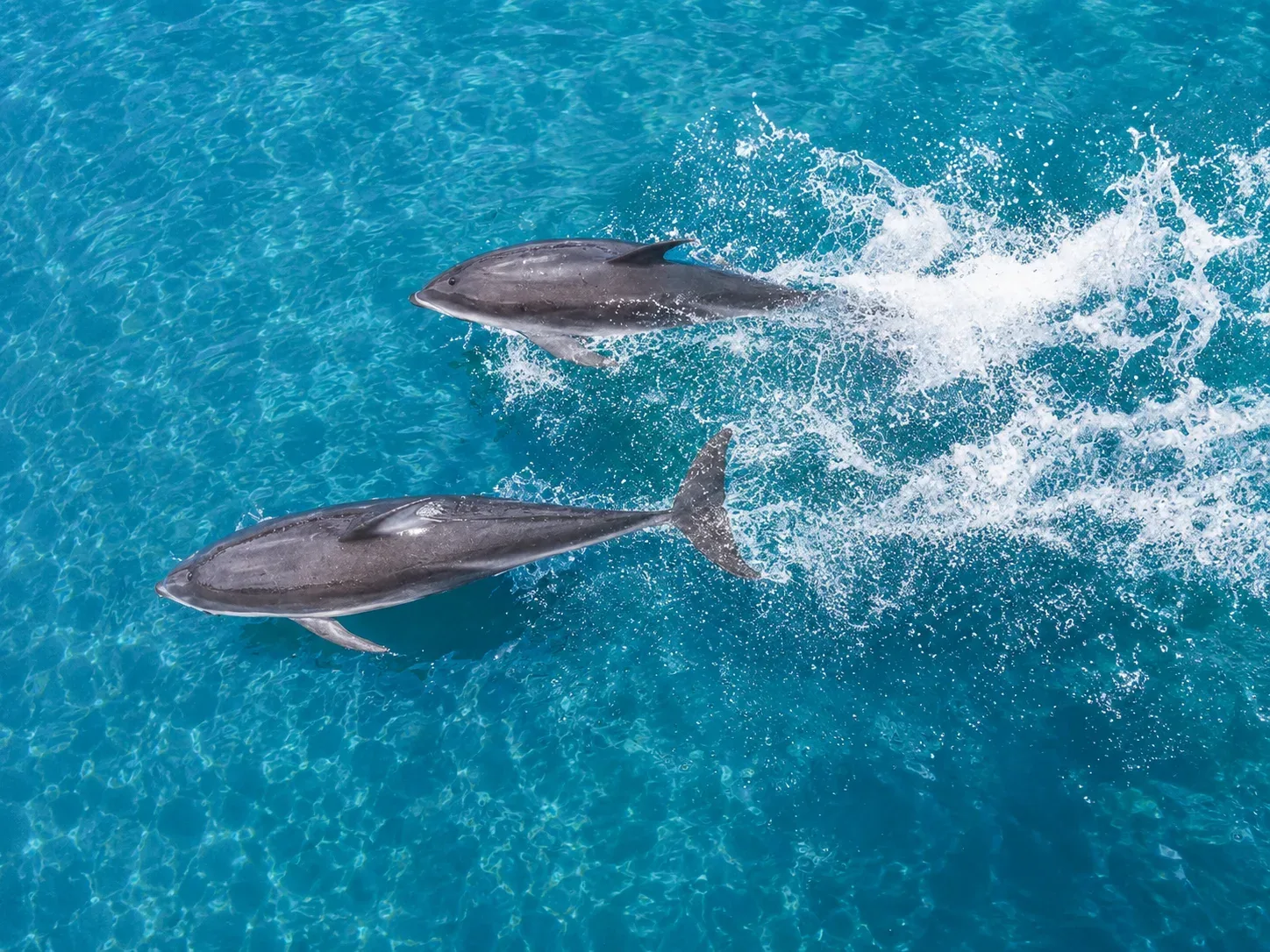 Hurghada: Dolphin Watching Boat Tour with Snorkeling & Lunch - View (10 of 37)