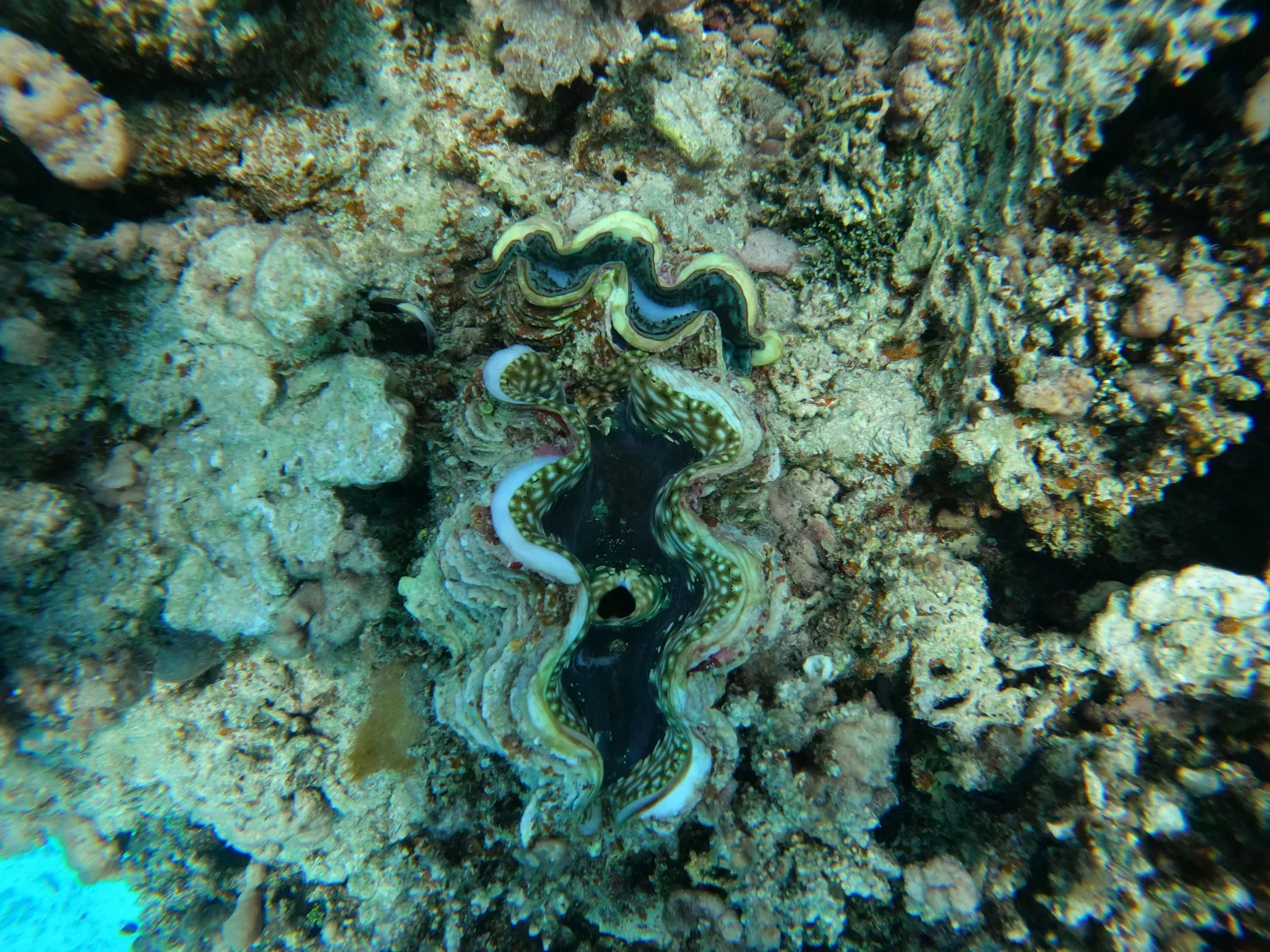 Port Ghalib: Rejs snorkelingowy z delfinami na rafach Sataya z lunchem - View (10 of 32)