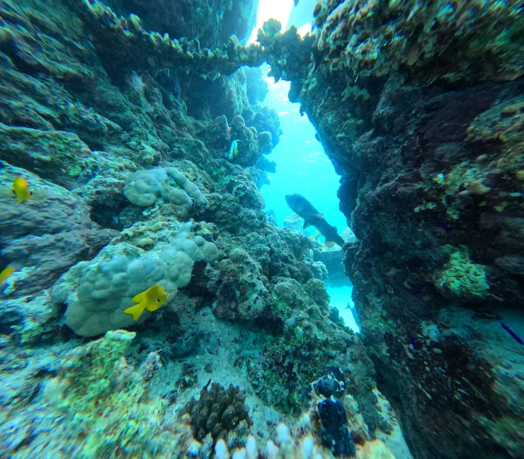 Port Ghalib: Rejs snorkelingowy z delfinami na rafach Sataya z lunchem - Details (4 of 32)