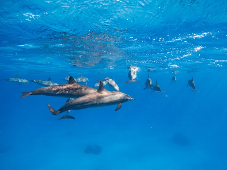 Sahl Hasheesh: Dolphin Watching Boat Tour with Snorkeling - Image 9