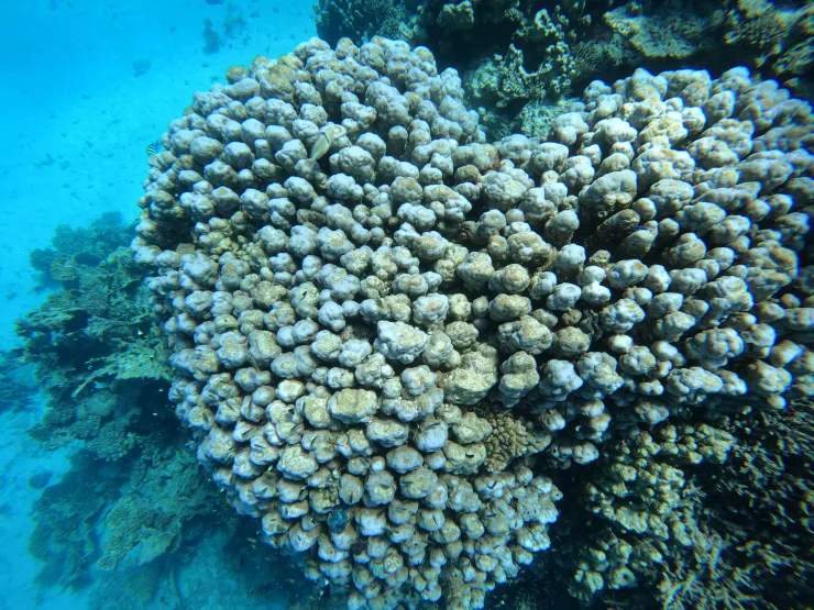 Port Ghalib: Rejs snorkelingowy z delfinami na rafach Sataya z lunchem - View (9 of 32)