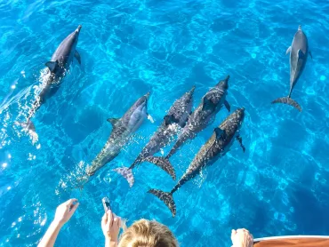 Hurghada: Dolphin Watching Boat Tour with Snorkeling & Lunch - Details (4 of 37)