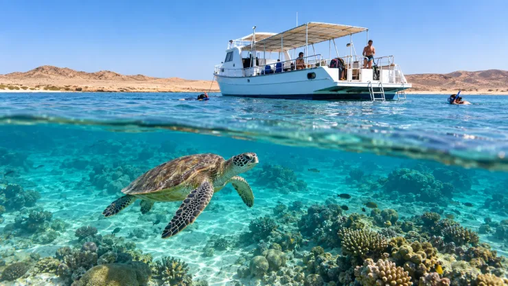 Marsa Alam - Excursion de Snorkeling avec les Tortues de Mer - Details (4 of 15)