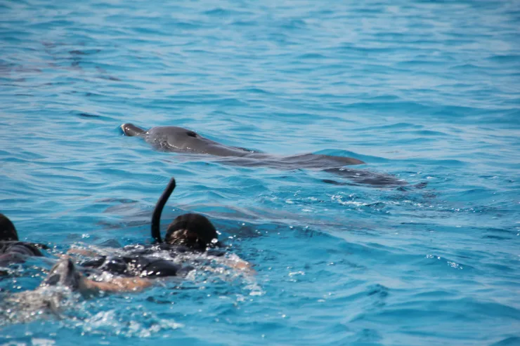 Sahl Hasheesh: Wycieczka łodzią do Dolphin House z prywatnym transferem – zdjęcie 7