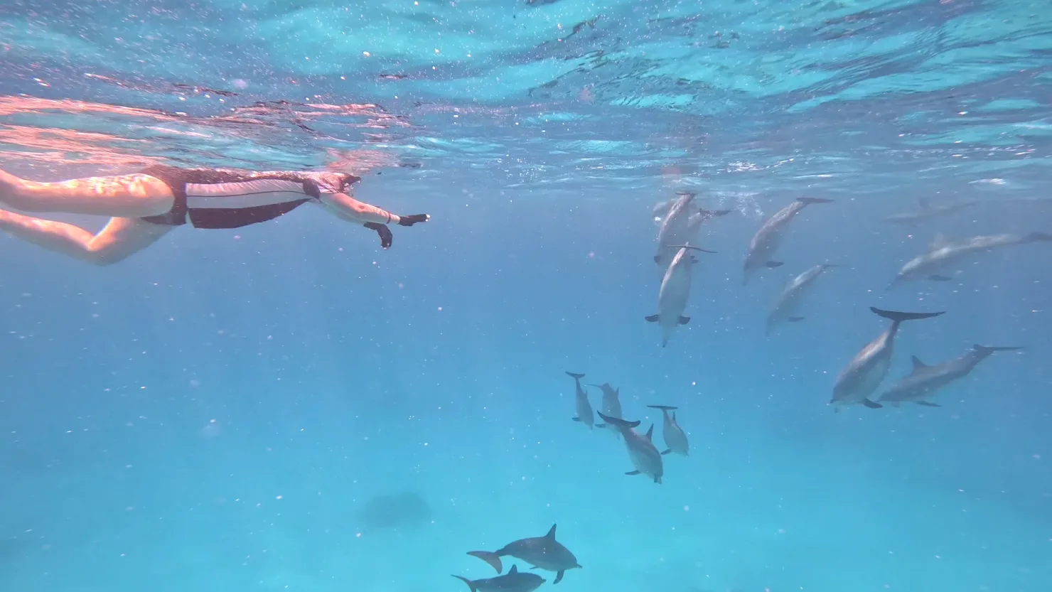 Port Ghalib: Rejs snorkelingowy z delfinami na rafach Sataya z lunchem - View (16 of 32)