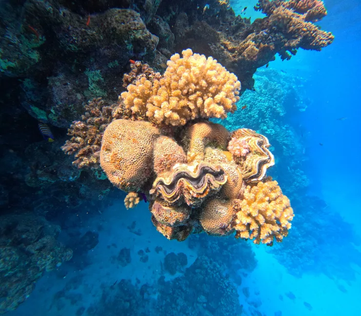Port Ghalib: Rejs snorkelingowy z delfinami na rafach Sataya z lunchem - Activity (3 of 32)