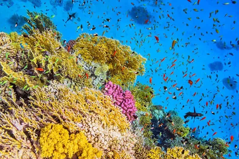 Z Marsa Alam: Jednodniowa wycieczka nurkowania dla początkujących z lunchem - View (13 of 23)