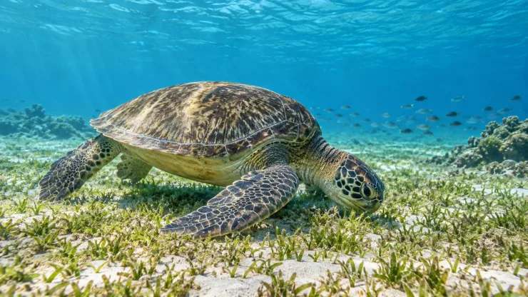 Marsa Alam - Excursion de Snorkeling avec les Tortues de Mer - View (11 of 15)