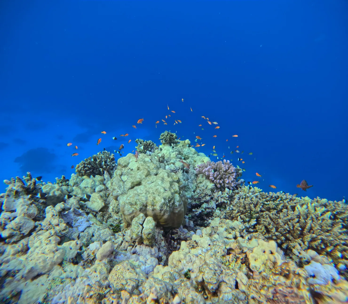 Port Ghalib: Rejs snorkelingowy z delfinami na rafach Sataya z lunchem - View (7 of 32)