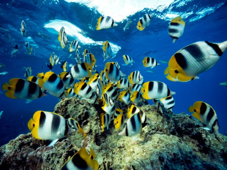 Sahl Hasheesh: Rejs jachtem do Orange Bay z prywatnym transferem – zdjęcie 6