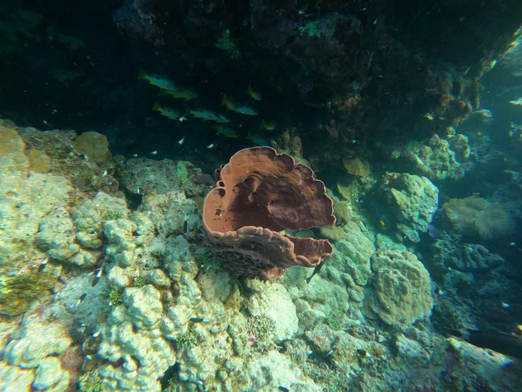 Port Ghalib: Rejs snorkelingowy z delfinami na rafach Sataya z lunchem - View (17 of 32)